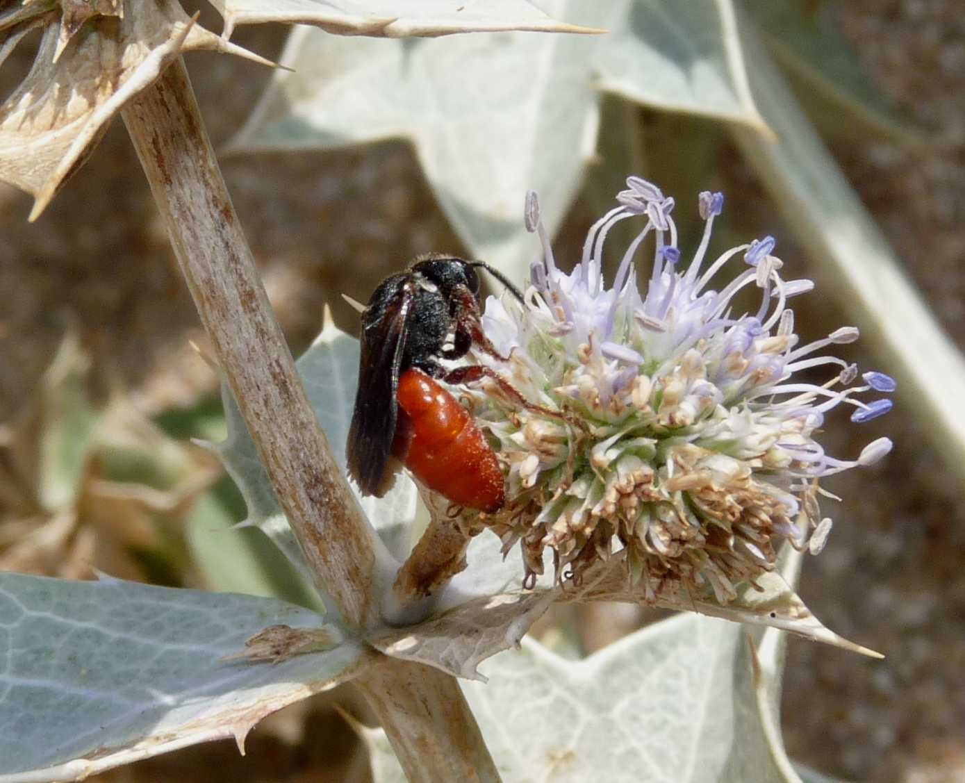 Sphecodes sp. (Apidae Halictinae)